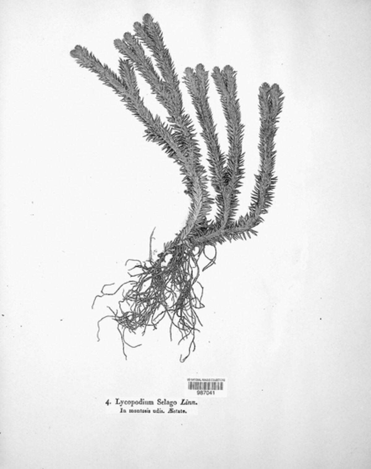 Huperzia selago image